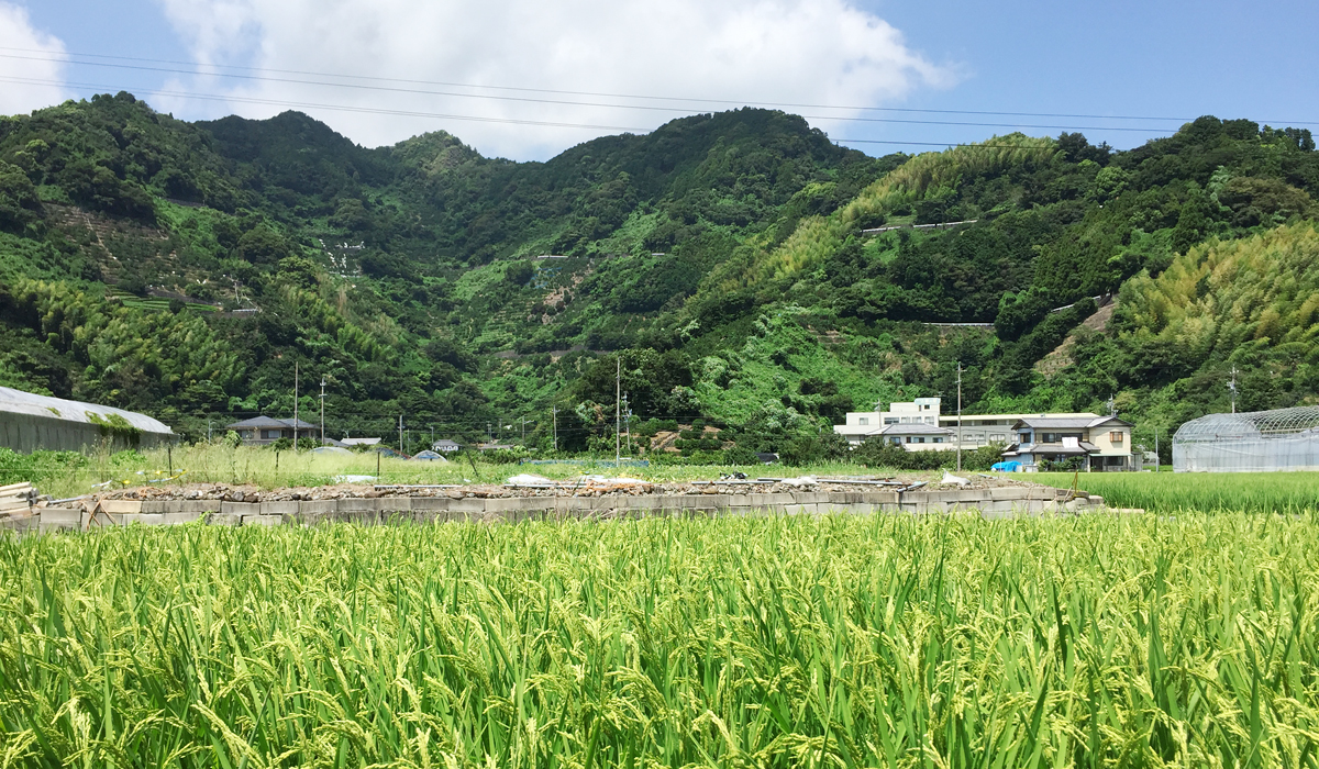川原【春】 菜の花と下川原団地